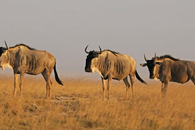 2 days Amboseli National Park Safari - Observation Hill: the walkable viewpoint that gives you the park in context