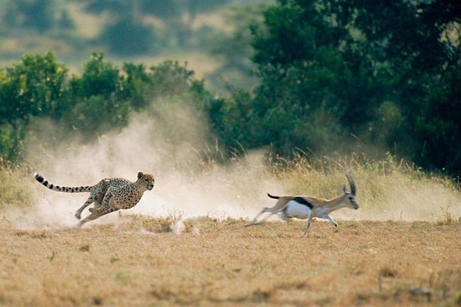 2 days Amboseli National Park Safari - Who should book this safari, and who might prefer a different setup