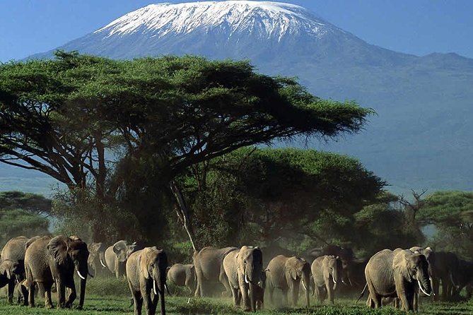2 Days Amboseli National Park Safari- Guarantee Daily Departure - The guides: prompt pickups and strong game drive skills