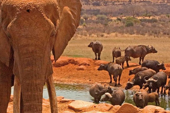 2 Days Amboseli National Park Safari- Guarantee Daily Departure - The Nairobi to Amboseli road trip, start at 7:00 am