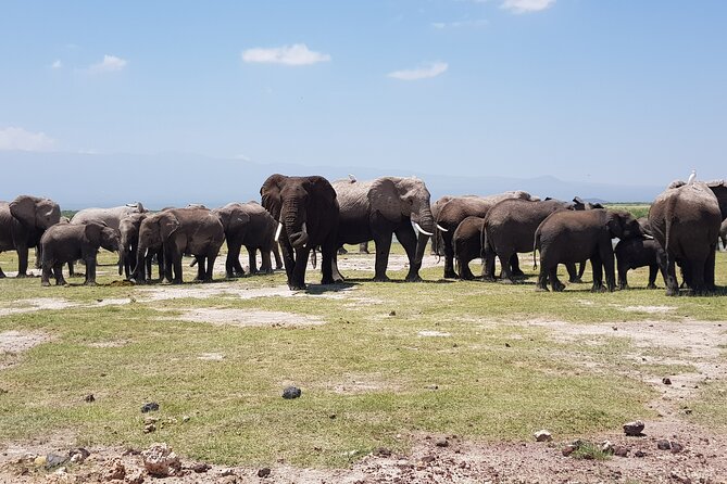 2 Days Amboseli Park Overnight Private Safari - First stop: why Amboseli plus Mt. Kilimanjaro is such a good combo
