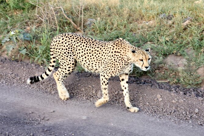 2 Days Amboseli Park Overnight Private Safari - Pickup from Nairobi: what early means for your photos and your comfort