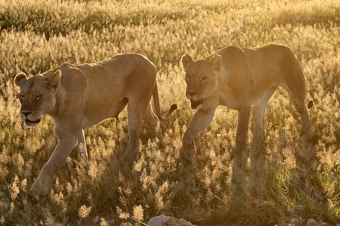 2 Days Amboseli Park Overnight Private Safari - What’s included in the $475 per person rate, and what might cost extra