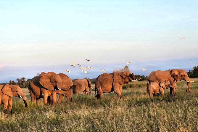 2 Days Amboseli Park Overnight Private Safari - Maasai culture around the park: what to expect and how to get value