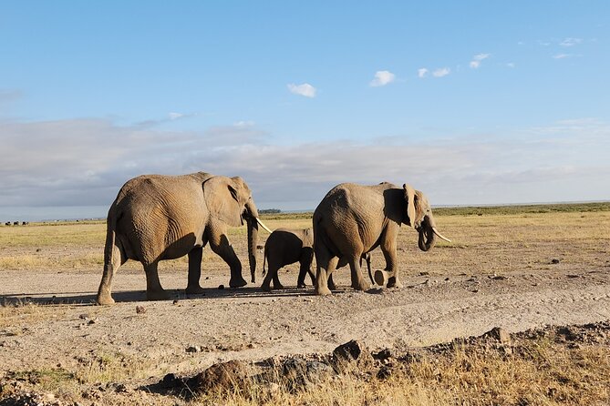 2 Days Amboseli Park Overnight Private Safari - Observation hill and the swamps: how the park’s layout affects what you see
