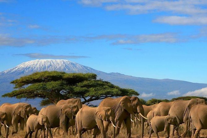 2 Days Amboseli Private Safari - Key highlights that matter before you go