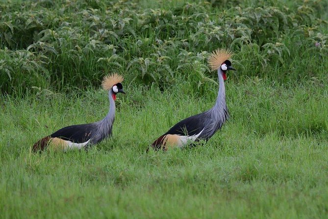 2 Days Amboseli Private Safari - Amboseli’s Kilimanjaro backdrop and a 6:00 AM Nairobi start