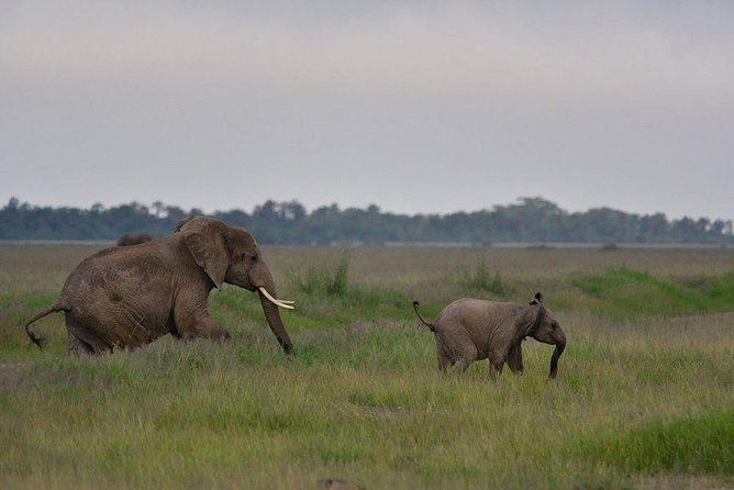 2 Days Amboseli Private Safari - Day two: more safari time, plus the optional Maasai village excursion