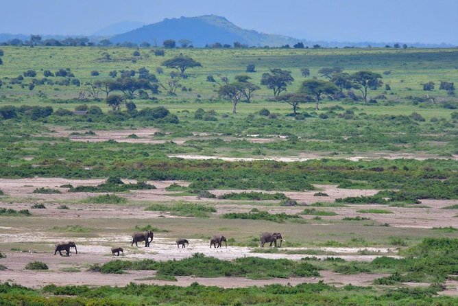 2 Days Amboseli Private Safari - The animals you’re targeting, and what “Big Five” means here