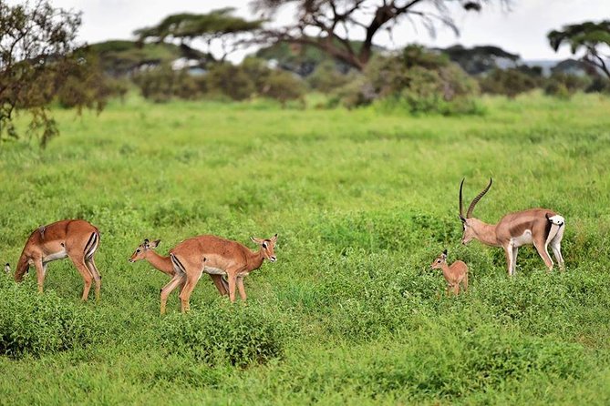 2 Days Amboseli Private Safari - What to pack for a 2-day Amboseli safari from Nairobi