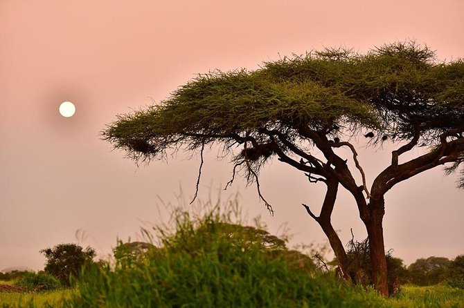 2 Days Amboseli Private Safari - Optional Maasai village visit: cultural context without turning it into a detour