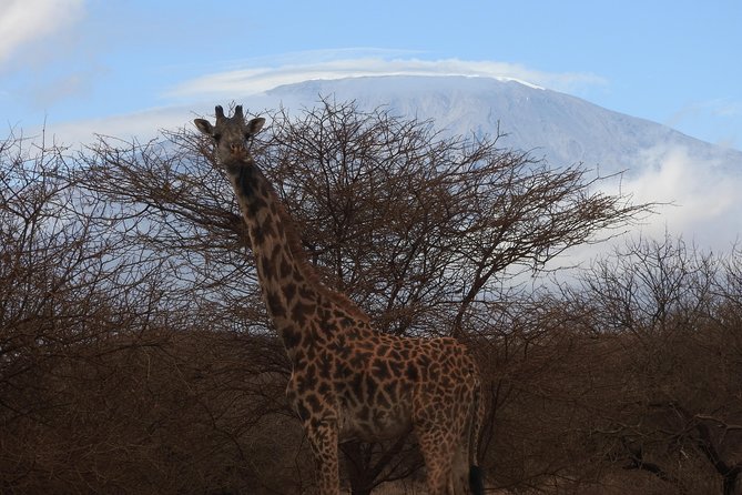 2 Days Amboseli Safari - Key highlights to know before you go
