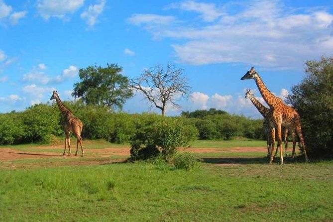 2 Days Amboseli Safari Adventure from Nairobi Classic Game Drives - Amboseli Elephant Magic With Kilimanjaro in Every Frame