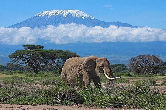 2 Days Amboseli Safari Adventure from Nairobi Classic Game Drives - Photos, Wildlife Watching, and How to Work With the Schedule