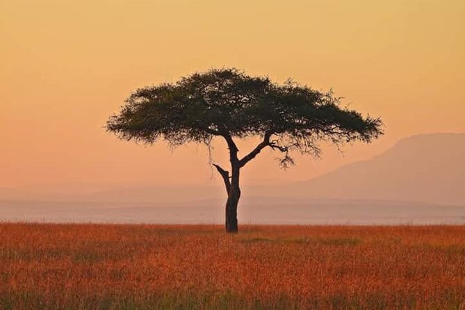 2 Days Amboseli Safari Adventure from Nairobi Classic Game Drives - Best Fit: Who This 2-Day Amboseli Safari Adventure Suits