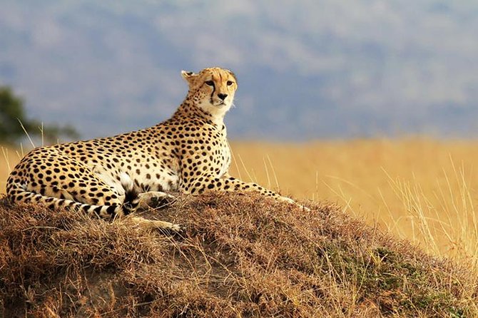 2 Days Amboseli Safari Adventure from Nairobi Classic Game Drives - Day 1 Drive Out of Nairobi and Your First Wildlife Chances