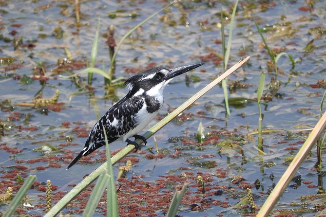 2 Days Amboseli Safari - Two Days in Amboseli: What You Actually Get