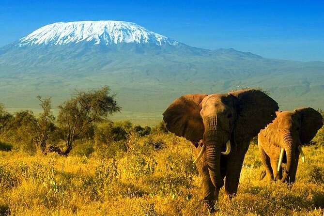 2 Days and 1 Night Amboseli Safari from Nairobi - Why Amboseli, and why Kilimanjaro views shape the whole trip