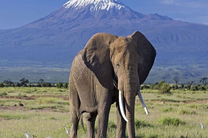 2 Days and 1 Night Amboseli Safari from Nairobi - Nairobi to Amboseli: 7-hour road reality and how to handle it