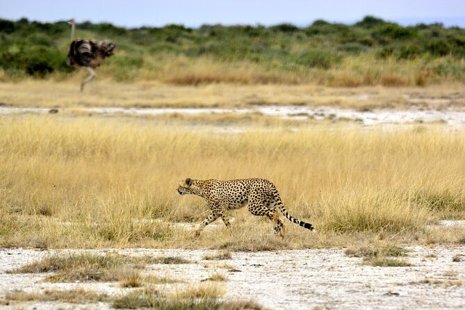 2 days group safari to Amboseli National park (Mon-Wed-Sat only) - Amboseli National Park, Kilimanjaro views, and why this trip works