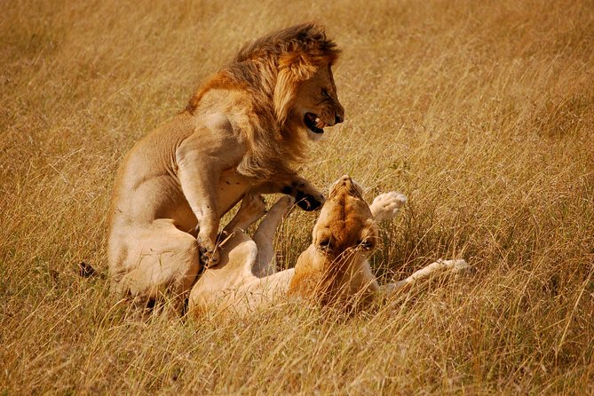 2 days group safari to Amboseli National park (Mon-Wed-Sat only) - Where you sleep on night one, and what full-board lodging really buys you