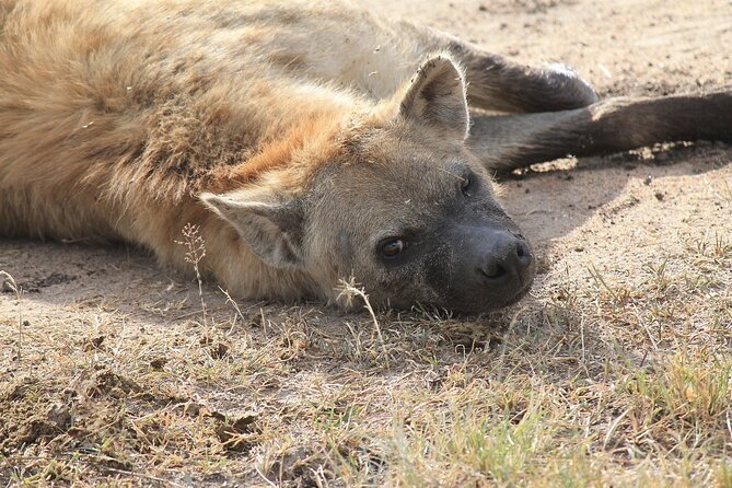 2 days group safari to Amboseli National park (Mon-Wed-Sat only) - Day 2: breakfast, a morning predator hunt, then the Emali break on the way back
