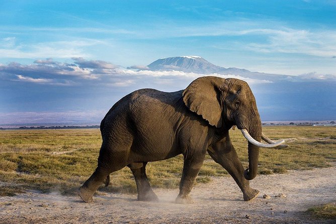 2 days group safari to Amboseli National park (Mon-Wed-Sat only) - The game-drive rhythm: what to expect from the search and spotting style