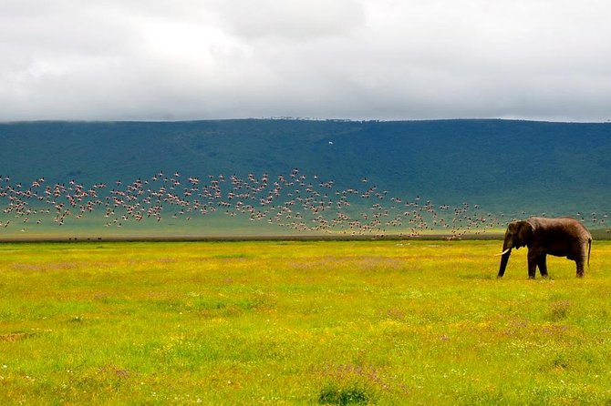 2 days group safari to Amboseli National park (Mon-Wed-Sat only) - The van setup and the road reality: comfortable, but plan for bumpy moments