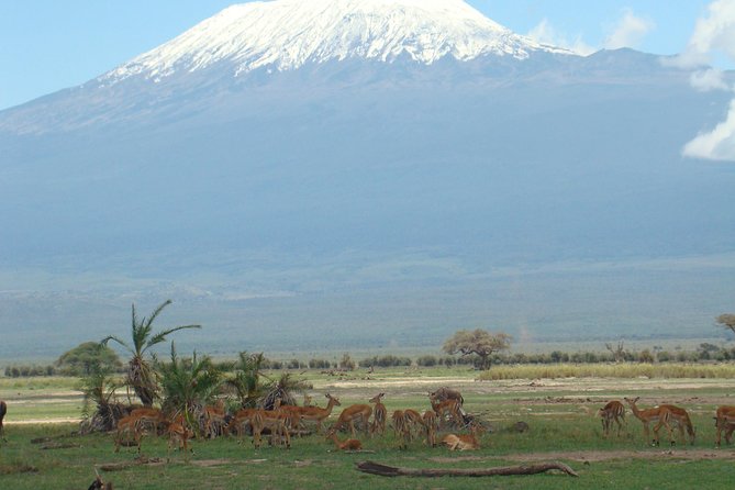 2 days group safari to Amboseli National park (Mon-Wed-Sat only) - Group safari vs private attention: how to get the most out of your guide