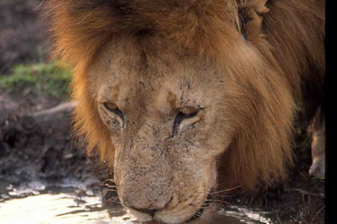 2 days group safari to Amboseli National park (Mon-Wed-Sat only) - Day 1 from Nairobi: early pickup, a savanna drive, then your first Amboseli game drive