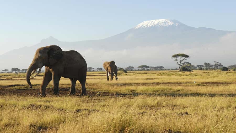 2 Days Group tour to Amboseli Using Landcruiser 4x4 Jeep - Amboseli in 2 Days: Why Kilimanjaro and Elephants Happen Together