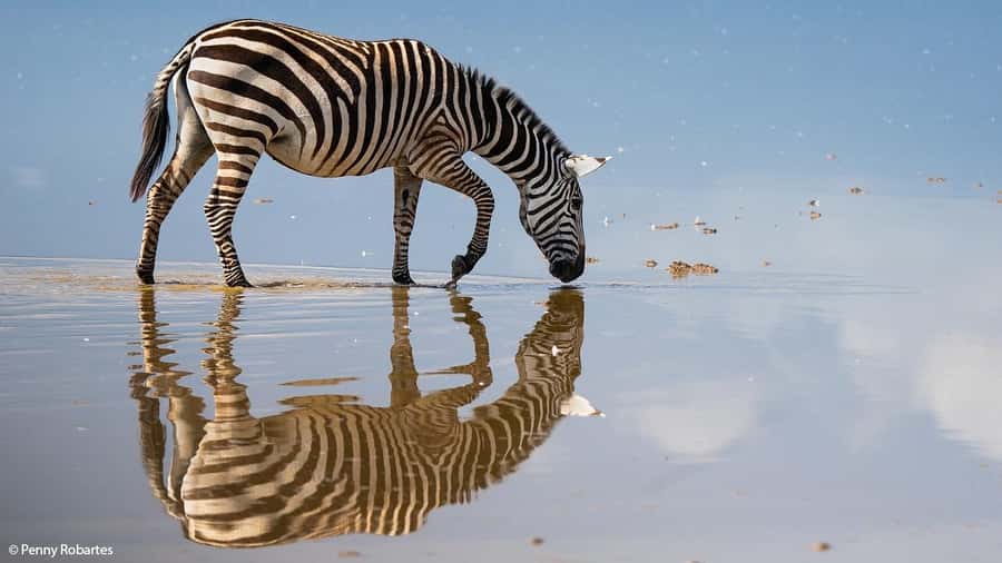 2 Days Group tour to Amboseli Using Landcruiser 4x4 Jeep - Day 1 on the Road: Savanna Views, Lunch in Amboseli, Then Afternoon Wildlife
