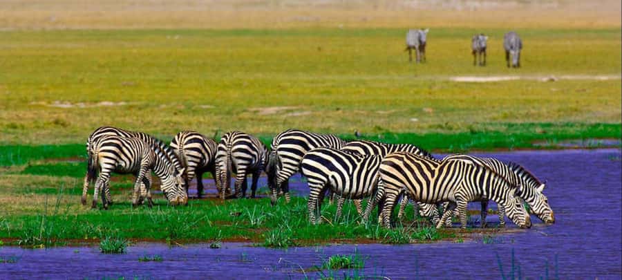 2 Days Group tour to Amboseli Using Landcruiser 4x4 Jeep - Who Should Book This Overnight Amboseli Safari (and Who Should Skip It)