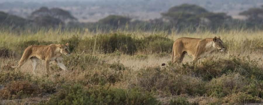 2 Days Group tour to Amboseli Using Landcruiser 4x4 Jeep - Nairobi to Amboseli by 4x4 Landcruiser: The Setup That Changes Your Sightings
