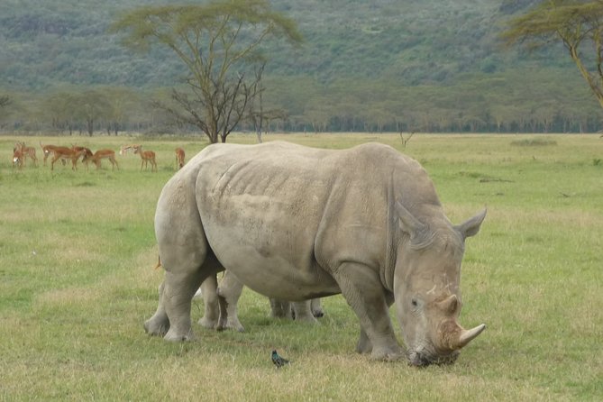 2 Days Lake Nakuru N/P - Key highlights you will actually care about