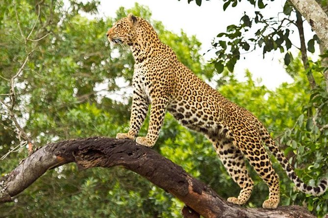 2 Days Masai Mara Private Safari From Nairobi - Why Masai Mara in 2 days feels different than a day-trip
