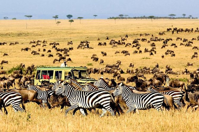 2 Days Masai Mara Private Safari From Nairobi - Day 2: the 6:00 to 9:00 morning drive and why it matters