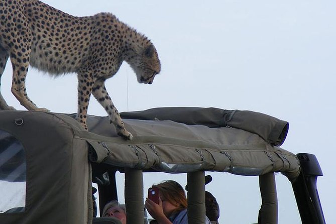 2 Days Masai Mara Private Safari From Nairobi - What wildlife you can actually target: Big Five plus water and movement