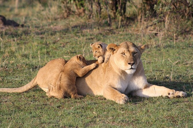 2 Days Masai Mara Private Safari From Nairobi - Price and value: $750, what it covers, and what costs more