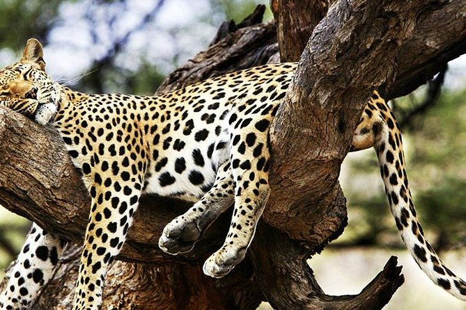 2 Days Masai Mara Private Safari From Nairobi - Group size, comfort, and how to make shared safari time work