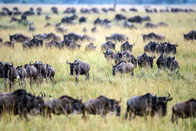 2 Days Masai Mara Private Safari From Nairobi - Getting from Nairobi to the reserve without losing your whole day