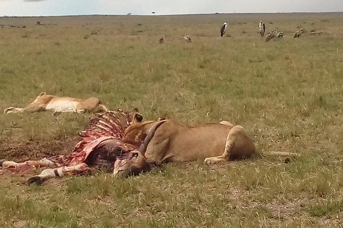2 Days Safari to Maasai Mara NR - Mid range. - Key highlights in plain terms