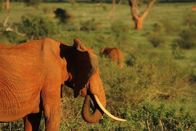 2 Days Safari Tsavo East - From Mombasa at 6 AM: the drive and how to pace yourself