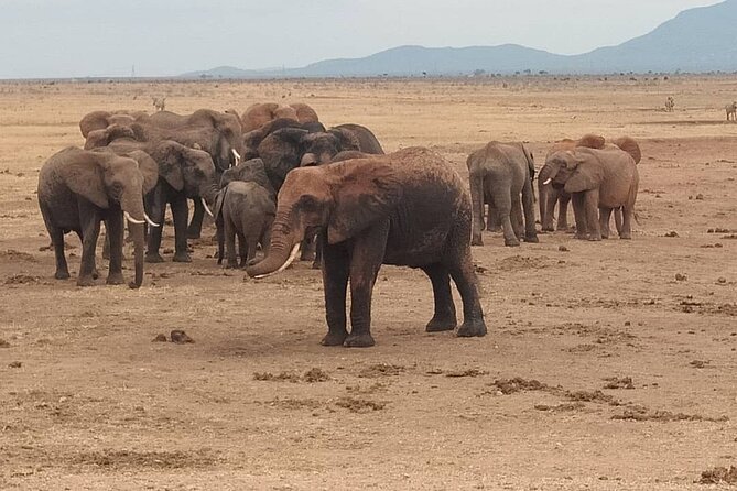 2 Days Safari Tsavo East - Voi Safari lodge check-in, meals, and the afternoon reset