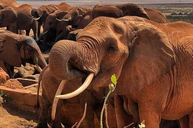 2 Days Safari Tsavo East - Your first evening safari photo window: catching better light