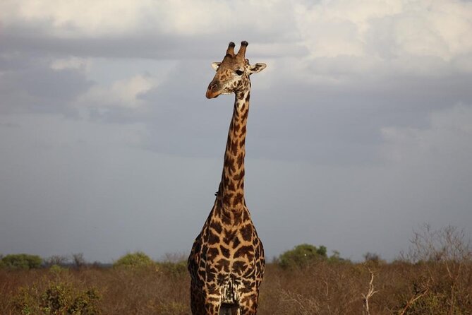 2 Days Safari Tsavo East - Private jeep or minibus: comfort, control, and why it affects your photos