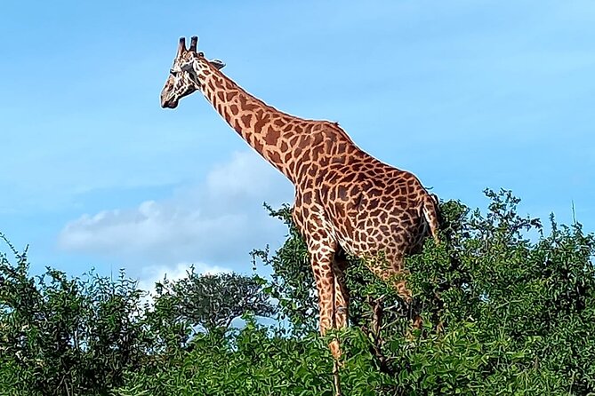 2 Days Safari Tsavo East - Day 1 in Tsavo East: wildlife time plus a lodge check-in