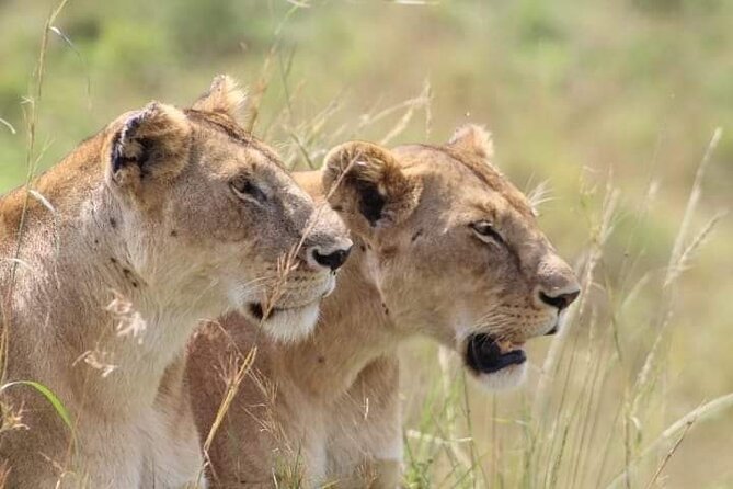 2 Days Salt Lick Safari Tour - Key things that make this safari work