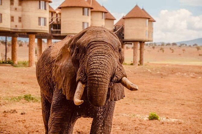 2 Days Salt Lick Safari Tour - First, the big picture: a 2 day safari with real payoff