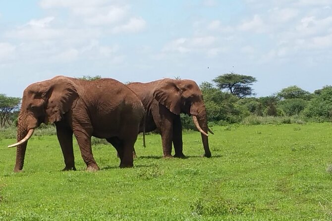 2 Days Salt Lick Safari Tour - Getting to Taita Hills: where your first wildlife chances begin